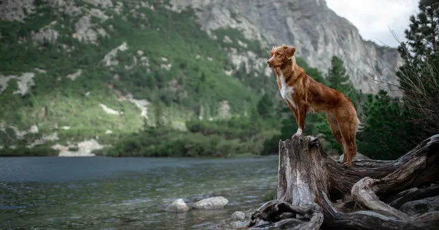 nutrilabs-canicox-hd-nahrungserg-nzung-hunde-gelenke image 1