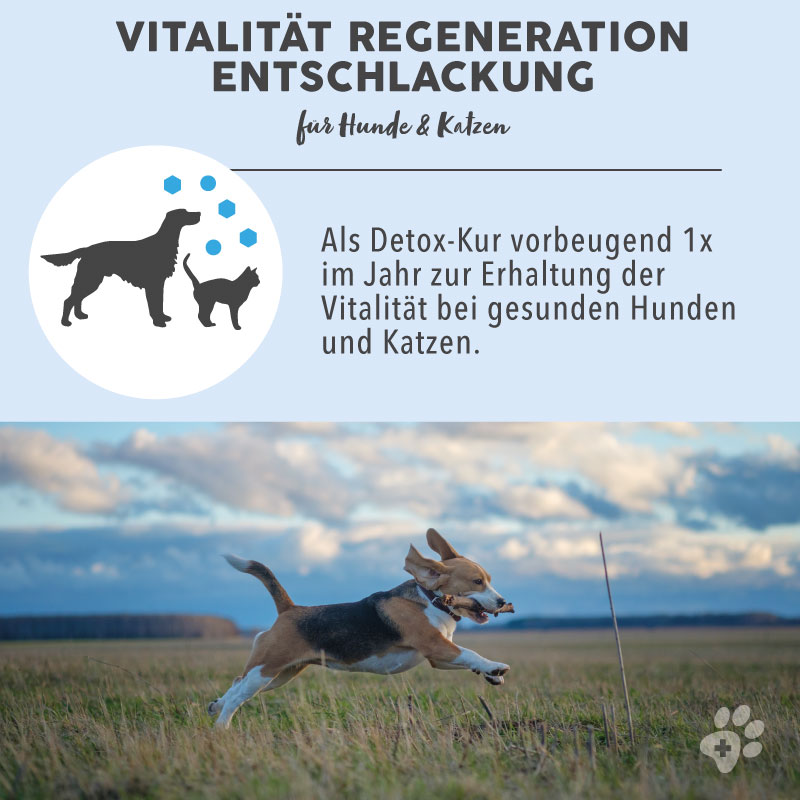paws-patch-bl-tenmischung-vitalit-t-bachbl-ten-hund-katze image 3