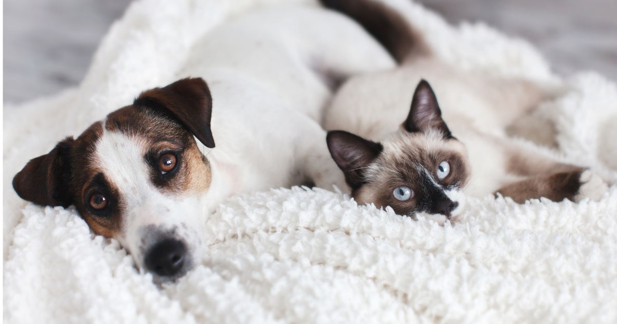 nutrilabs-zilcalm-entspannungsmittel-hund-katze-stress-ruhe image 1