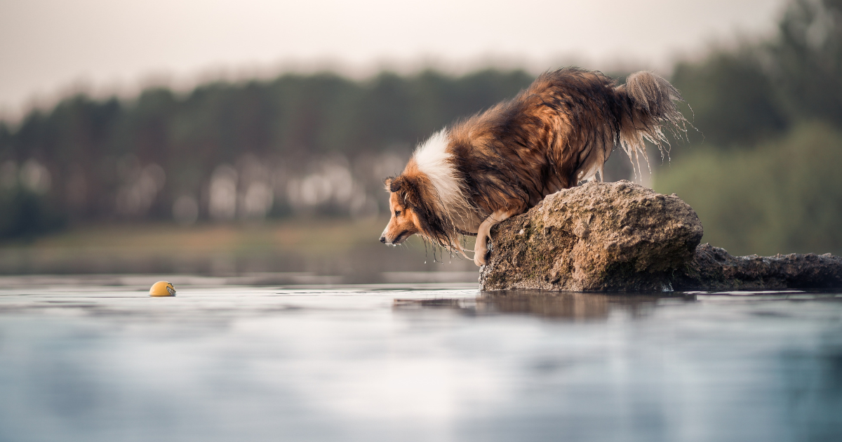 nutrilabs-canicox-gr-nahrungserg-nzung-hund-alte-hunde-stoffwechsel image 1