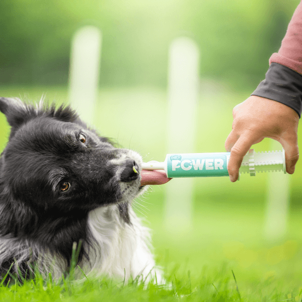 european-pet-pharmacy-muskeln-power-energiepaste-insekten image 3
