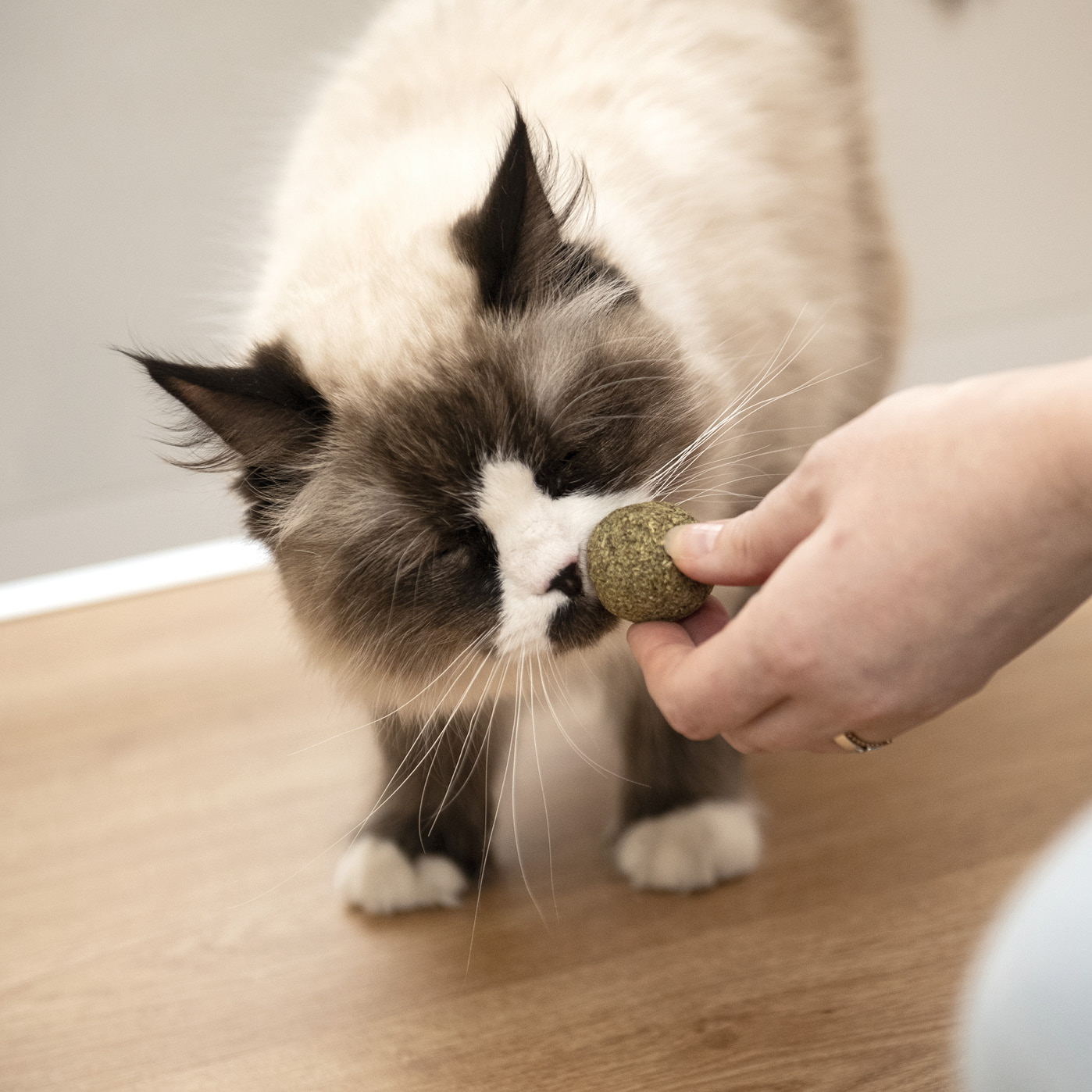 karaluna-katzenminze-b-lle-3-st-ck-catnip-spielzeug image 5