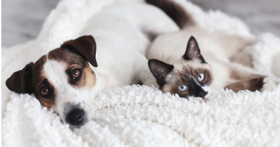 nutrilabs-zilcalm-entspannungsmittel-hund-katze-stress-ruhe image 1