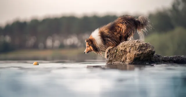 nutrilabs-canicox-gr-nahrungserg-nzung-hund-alte-hunde-stoffwechsel image 1
